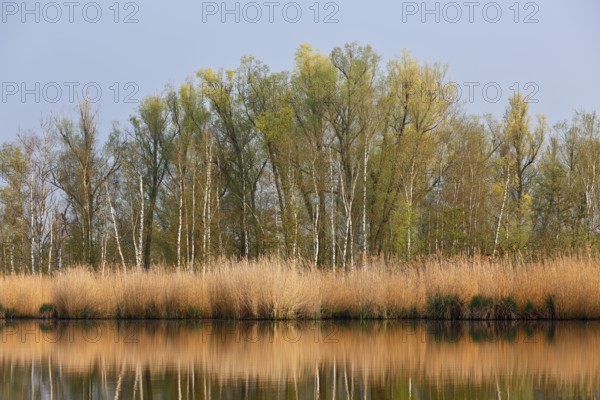 Birch forest with reeds reflected in quiet river, Peenetal nature park Park, Mecklenburg-Western Pomerania, Germany