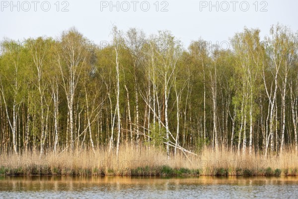 Birch forest with fresh greenery on the banks of a quiet river, Peenetal nature park Park, Mecklenburg-Western Pomerania, Germany