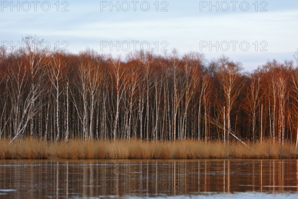 Evening sun dips birch forest and reeds in warm colors on the river, Peenetal nature park Park, Mecklenburg-Western Pomerania, Germany