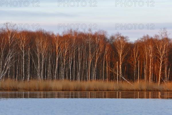 Birch forest in evening light with warm colors over a river, Peenetal nature park Park, Mecklenburg-Western Pomerania, Germany