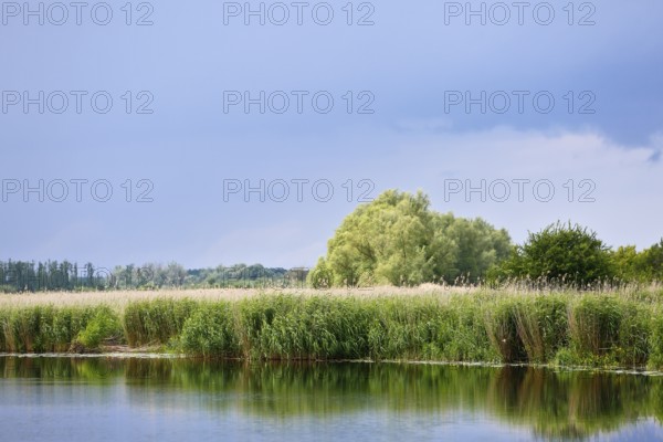 Dense reed landscape on water with green background and blue sky, Peenetal nature park Park, Mecklenburg-Western Pomerania, Germany