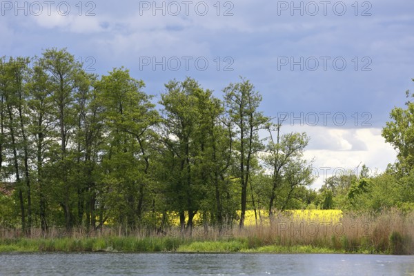 Green landscape on the riverbank with slightly cloudy sky, Peenetal nature park Park, Mecklenburg-Western Pomerania, Germany