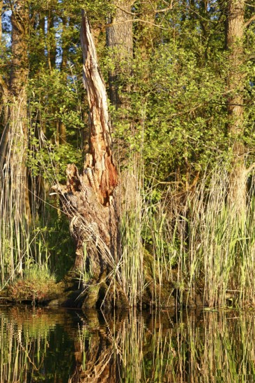 Alder quarry forest in spring, An old tree trunk in a sunny, green forest, Peenetal nature park Park, Mecklenburg-Western Pomerania, Germany