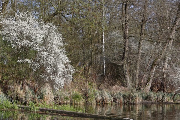 Blooming shrub surrounded by green forests on the edge of a quiet river, Peenetal nature park Park, Mecklenburg-Western Pomerania, Germany