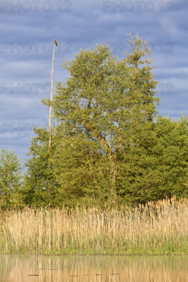 Tall tree with bird on barren branch surrounded by reeds under blue sky, Peenetal nature park Park, Mecklenburg-Western Pomerania, Germany