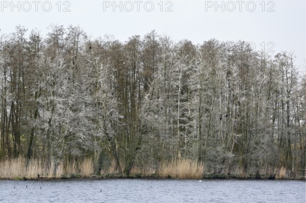 Cormorant sleeping trees covered with bird droppings, row of bare trees in winter against a grey sky on a quiet river, Peenetal nature park Park, Mecklenburg-Western Pomerania, Germany