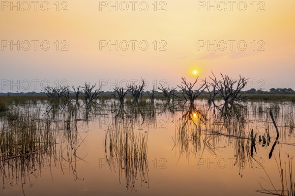 Dead trees are reflected in the river at sunset, Thamalakane River, Okavango Delta, Botswana