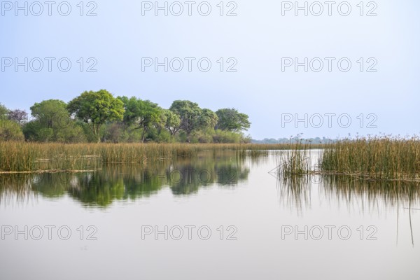 Trees reflected in water, river landscape, Thamalakane River, Okavango Delta, Botswana