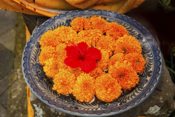 Flowers arranged for beautiful offerings, Bali, Indonesia