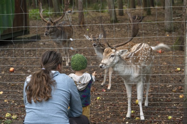 Father and son, two years old, look at the dam deer (Dama dama) in the forest enclosure, Mecklenburg-Western Pomerania, Germany