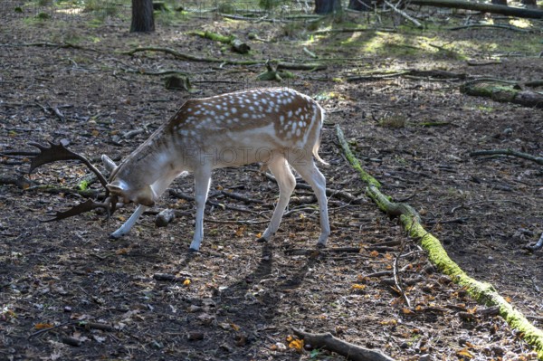 Fallow deer (Dama dama) in an outdoor enclosure in the forest, Mecklenburg-Western Pomerania, Germany