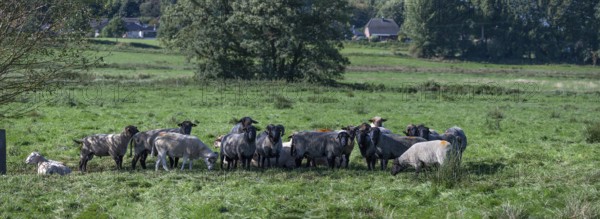 Various sheep breeds (Ovis gmelini) Rough-wooled country sheep, grey-horned heather and black-headed sheep in the pasture, Othenstorf, Mecklenburg-Western Pomerania, Germany