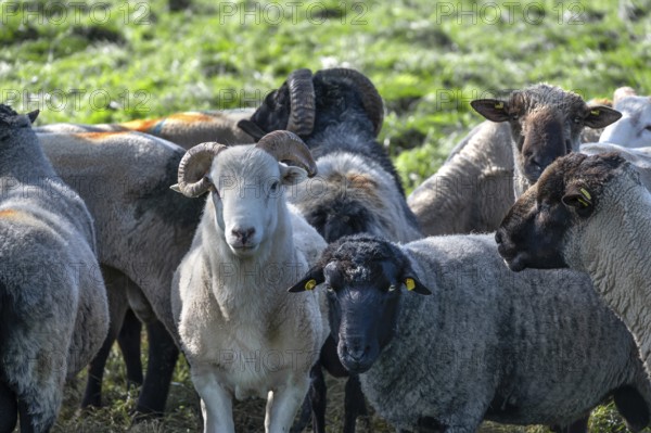 Various sheep breeds (Ovis gmelini) left a rough woolly country sheep, next to it a grey-horned heather and behind it black-headed sheep in the pasture, Othenstorf, Mecklenburg-Western Pomerania, Germany