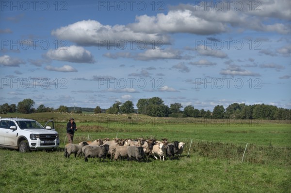 Shepherd brings his sheep together, Othenstorf, Mecklenburg-Western Pomerania, Germany