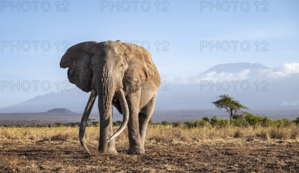 African elephant (Loxodonta africana) in picturesque landscape with the summit of Mount Kilimanjaro, the famous Super Tusker elephant Craig, old male with long tusks, in atmospheric evening light, Kajiado County, Kenya