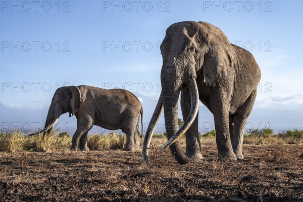 African elephant (Loxodonta africana) in picturesque landscape with the summit of Mount Kilimanjaro, the famous Super Tusker elephant Craig and Pascal, old male with long tusks, in atmospheric evening light, Kajiado County, Kenya