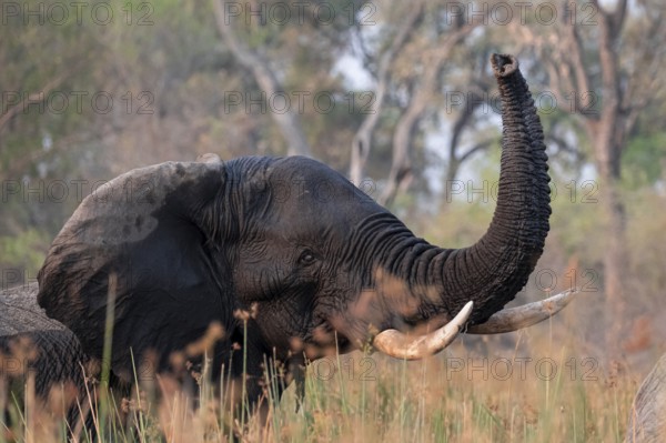 African elephant (Loxodonta africana), elephants on the riverbank between river grass, Thamalakane River, Okavango Delta, Botswana
