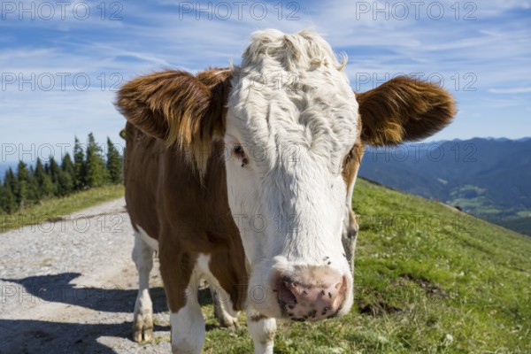Cow standing in the Brauneck meadow, Bavarian Prealps, Isarwinkel, Lenggries, Upper Bavaria, Bavaria, Germany