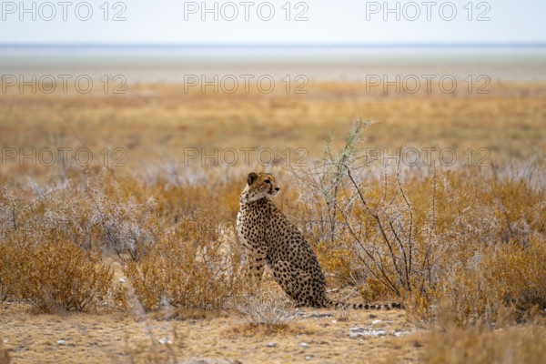 Cheetah (Acinonyx jubatus) sits in dry savanna, Etosha National Park, Namibia