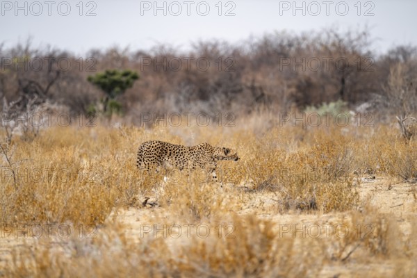 Cheetah (Acinonyx jubatus) runs in dry savanna, Etosha National Park, Namibia
