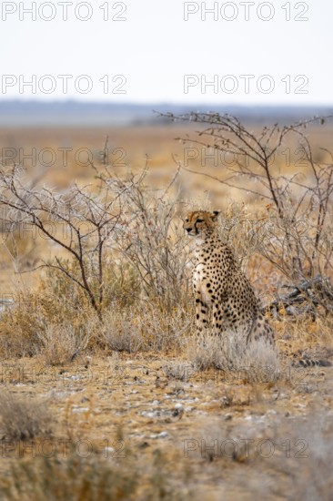 Cheetah (Acinonyx jubatus) runs in dry savanna, Etosha National Park, Namibia