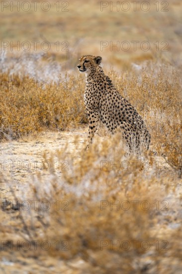 Cheetah (Acinonyx jubatus) sits in dry savanna, Etosha National Park, Namibia