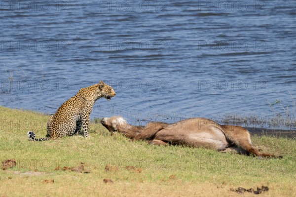 Leopard (Panthera pardus) with kill, waterbuck, Ihaha, Chobe National Park National Park, Botswana