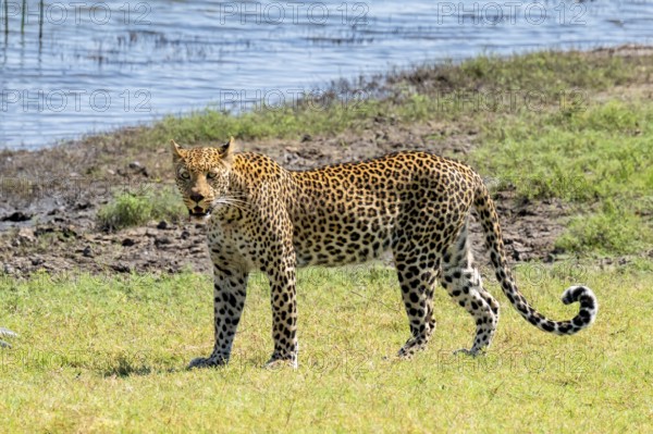 Leopard (Panthera pardus), Ihaha, Chobe National Park National Park, Botswana