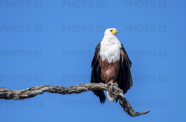 African fish eagle (Icthyophaga vocifer) sitting on dry tree, Ihaha, Chobe National Park National Park, Botswana