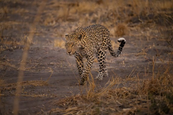 Female, leopard (Panthera pardus) snorting, dry grass, Savuti, Chobe National Park National Park, Botswana