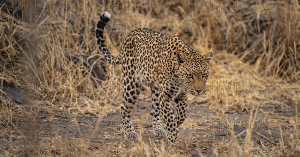 Female, leopard (Panthera pardus) sneaks through dry grass, Savuti, Chobe National Park, Botswana