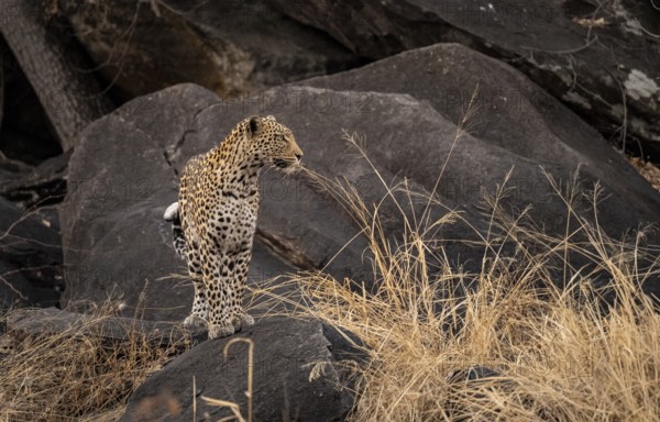 Female, leopard (Panthera pardus) in rocks, Savuti, Chobe National Park, Botswana