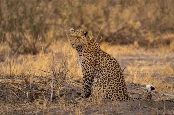 Female, leopard (Panthera pardus) sitting, dry grass, Savuti, Chobe National Park National Park, Botswana