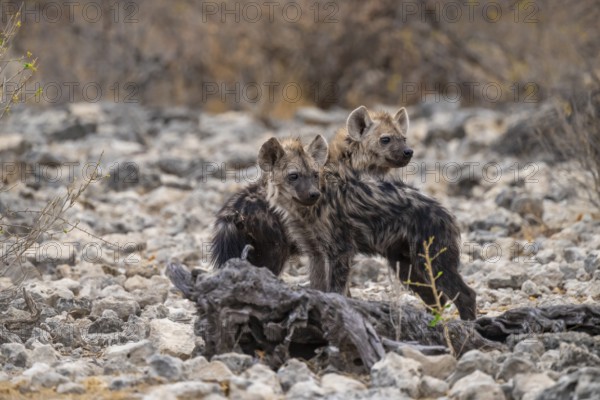 Spotted hyena or spotted hyena (Crocuta crocuta), two young animals, Etosha National Park, Namibia