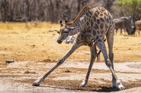 Funny, water flies through the air while drinking, Angola giraffe (Giraffa giraffa angolensis), giraffe drinking at a waterhole, Etosha National Park, Namibia