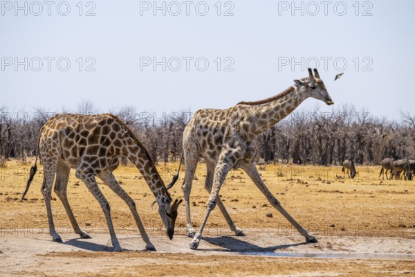 Angola giraffe (Giraffa giraffa angolensis), giraffe drinking at a waterhole, Etosha National Park, Namibia