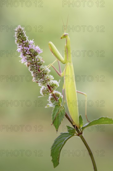 Praying mantis (Mantis religiosa), Littlewood Ranch, Limbach, Burgenland, Austria