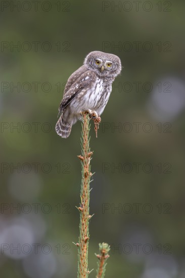 Sparrow owl (Glaucicium passerinum) sitting on the tip of a spruce tree, Pillberg, Pill, Tyrol, Austria