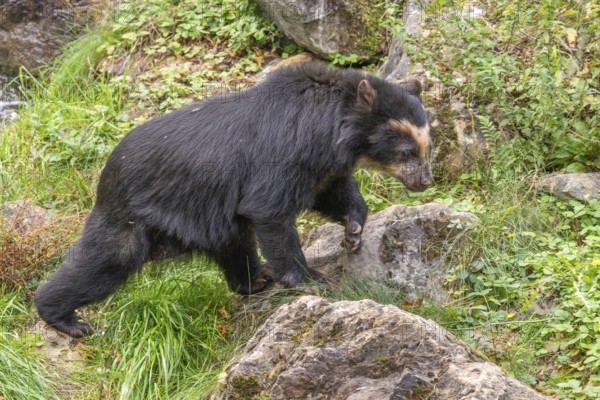 Spectacled bear (Tremarctos ornatus), Herberstein wildlife, Herberstein, Styria, Austria