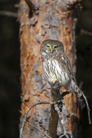 Sparrow owl (Glaucicium passerinum) sitting on a branch, Heuberg, Stans, Tyrol, Austria