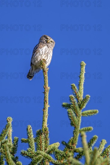 Sparrow owl (Glaucicium passerinum) sitting on the tip of a spruce tree, Heuberg, Stans, Tyrol, Austria