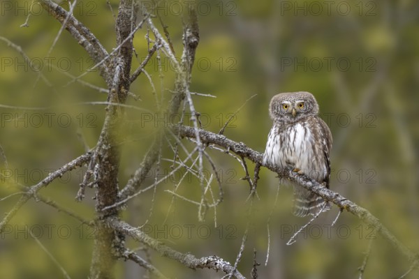 Sparrow owl (Glaucicium passerinum) sitting on a branch, Pillberg, Pill, Tyrol, Austria