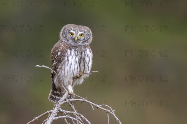 Sparrow owl (Glaucicium passerinum) sitting on the tip of a spruce tree, Pillberg, Pill, Tyrol, Austria