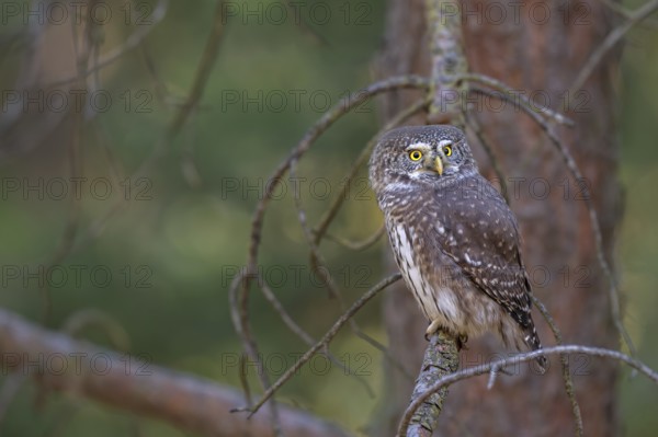 Sparrow owl (Glaucicium passerinum) sitting on a branch, Heuberg, Stans, Tyrol, Austria