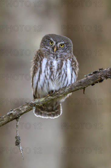 Sparrow owl (Glaucicium passerinum) sitting on a branch, Hausstatt, Weerberg, Tyrol, Austria