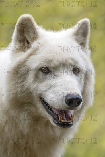 Arctic wolf (Canis lupus arctos), Herberstein wildlife, Herberstein, Styria, Austria