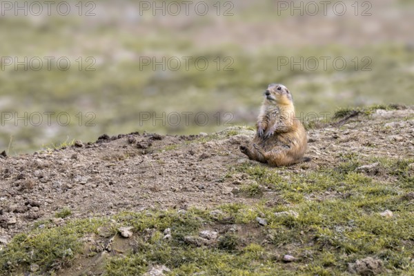 Prairie Dog (Cynomys ludovicianus), Herberstein Wildlife, Herberstein, Styria, Austria