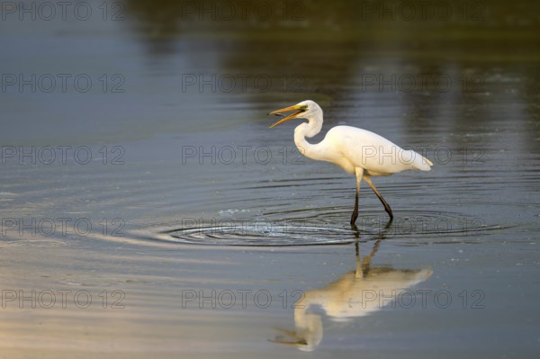Great egret (Egretta alba) standing in shallow water and preying on small fish, Naturquartier Grosswilfersdorf, Grosswilfersdorf, Styria, Austria