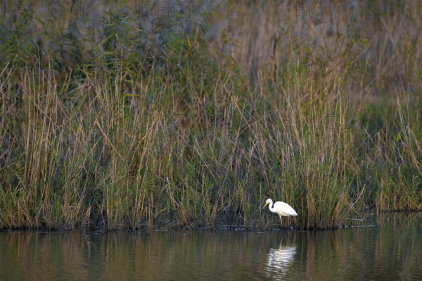 Great egret (Egretta alba) standing in shallow water, Naturquartier Grosswilfersdorf, Grosswilfersdorf, Styria, Austria