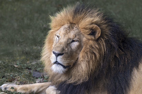 African lion (Panthera leo), male, Tierwelt Herberstein, Herberstein, Styria, Austria